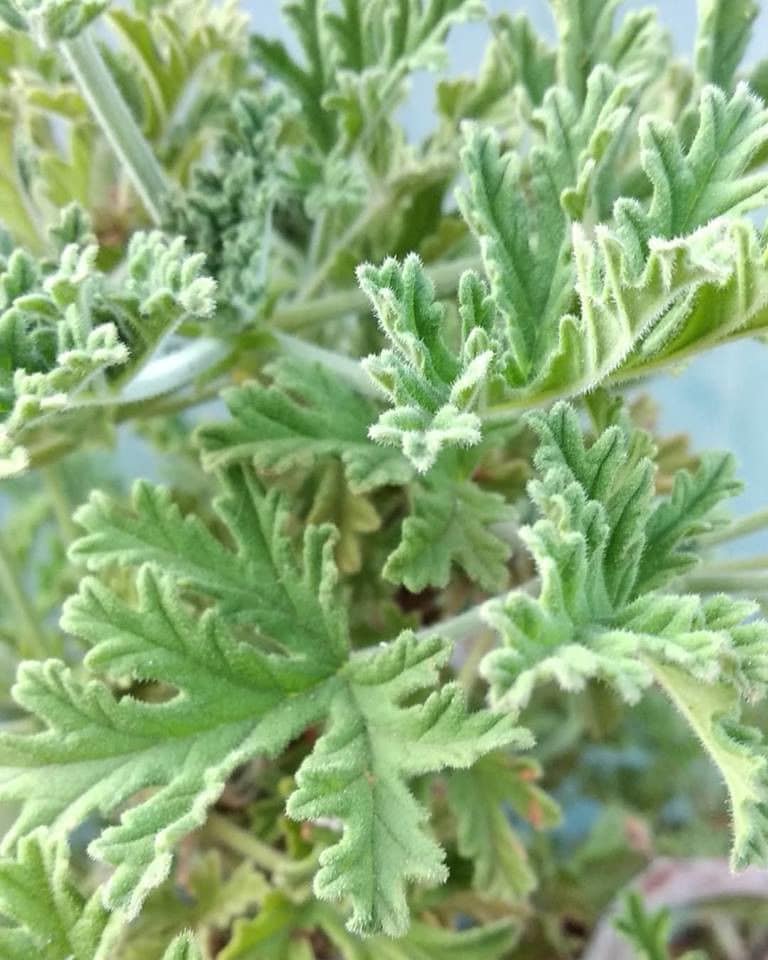 view up close of crops of Sideritis also known as mountain tea at 'Cretian Feast'